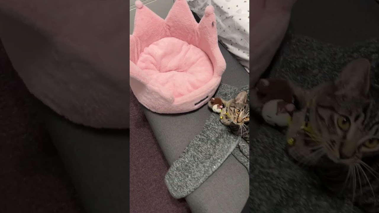 Day 81- new toy for the kitten