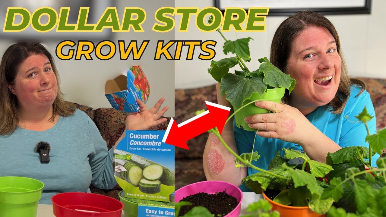 This Dollar Store Grow Kit Is Legit!  Seed To Harvest Review  #dollarstore #gardening #homesteading
