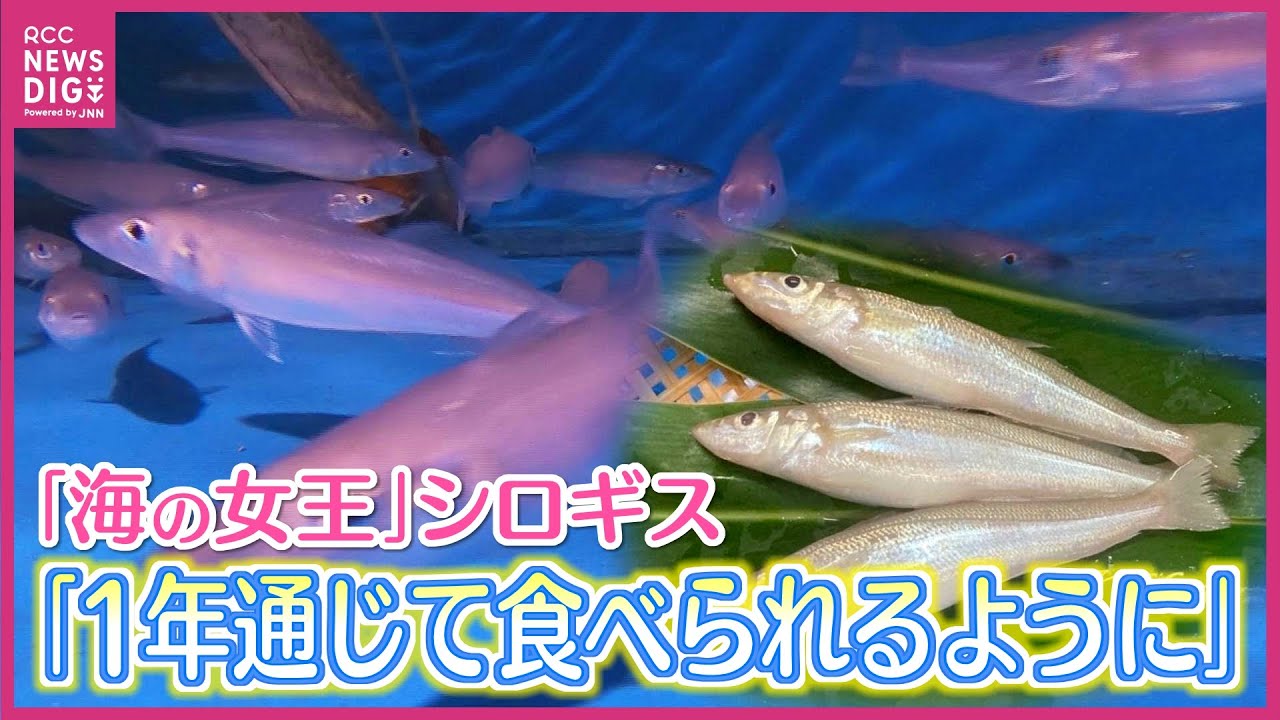 「海の女王」シロギス 量産化を福山の企業が初めて実現 沖縄で養殖したシロギスが全国に