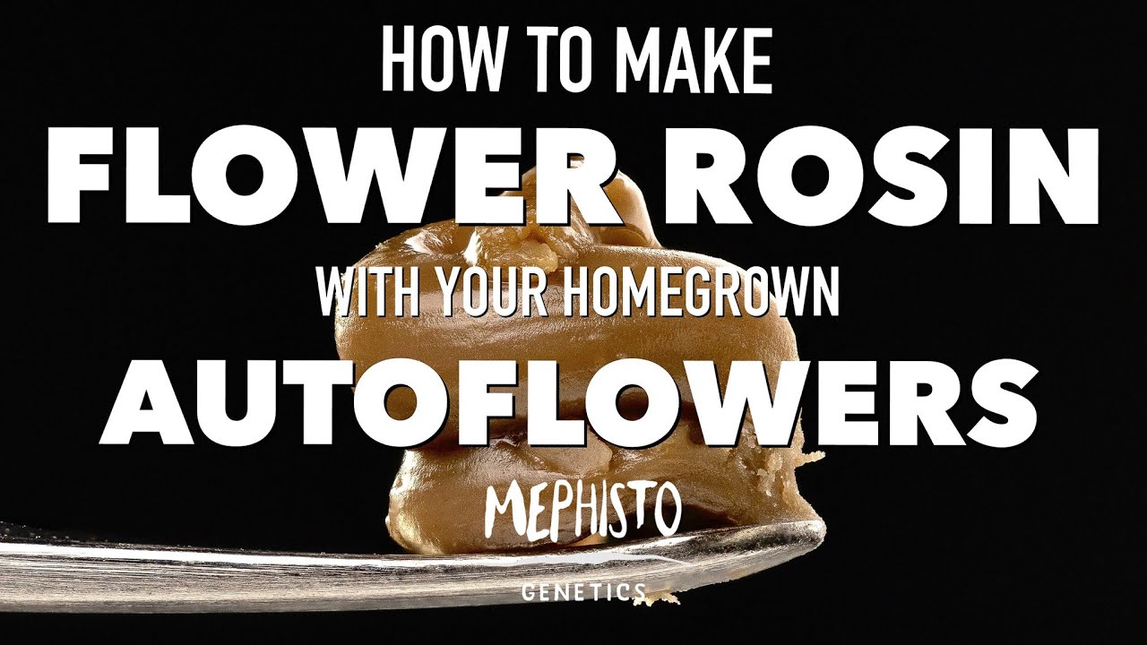 How to Make Flower Rosin with you Homegrown Autoflowers