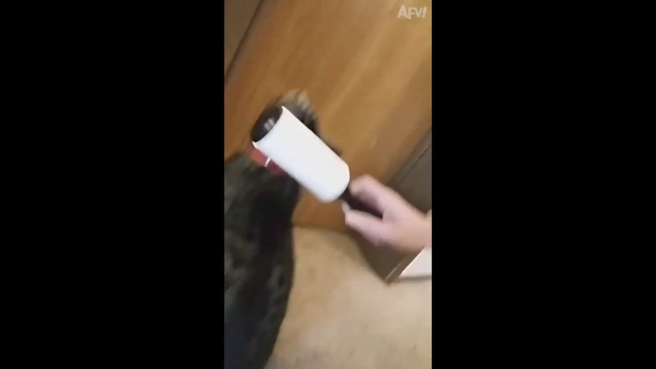Life Hacks! Too much cat hair everywhere?