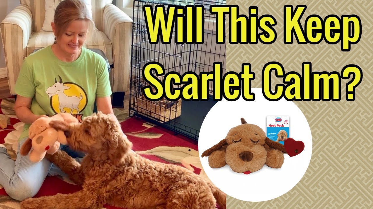 Helping to crate train a goldendoodle with a “Snuggle Puppy”