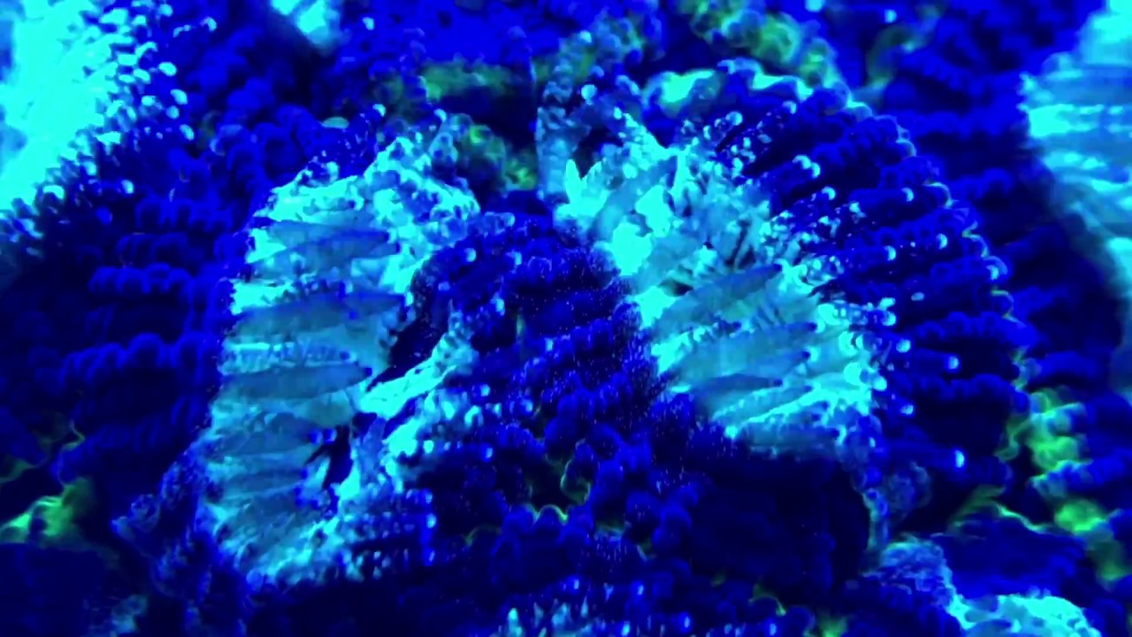 Macro of Micromussa