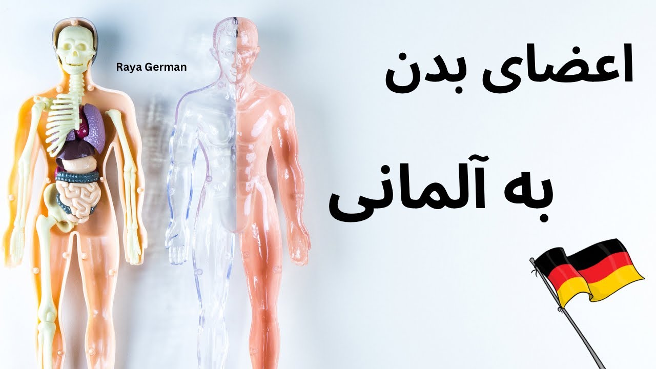 اعضای بدن به زبان آلمانی با آرتیکل