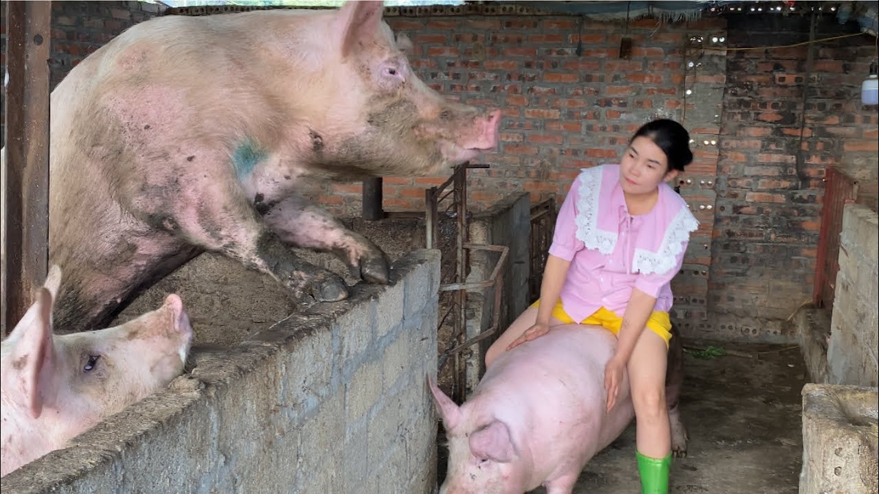 choose a pig /@ThoaRurallife  #41