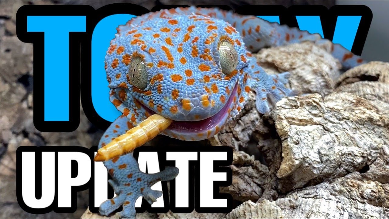 Exciting Tokay Gecko Update! Feeding, Taming and Eggs!