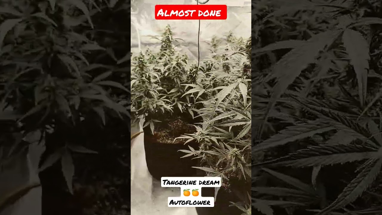 tangerine autoflower #shorts#autoflowers #growing