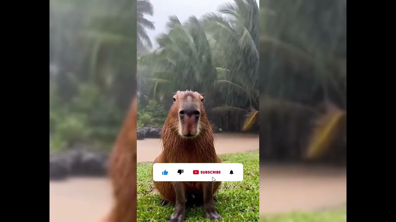 🦁 Discover the Incredible World of Animals! 🐼🐘🐸