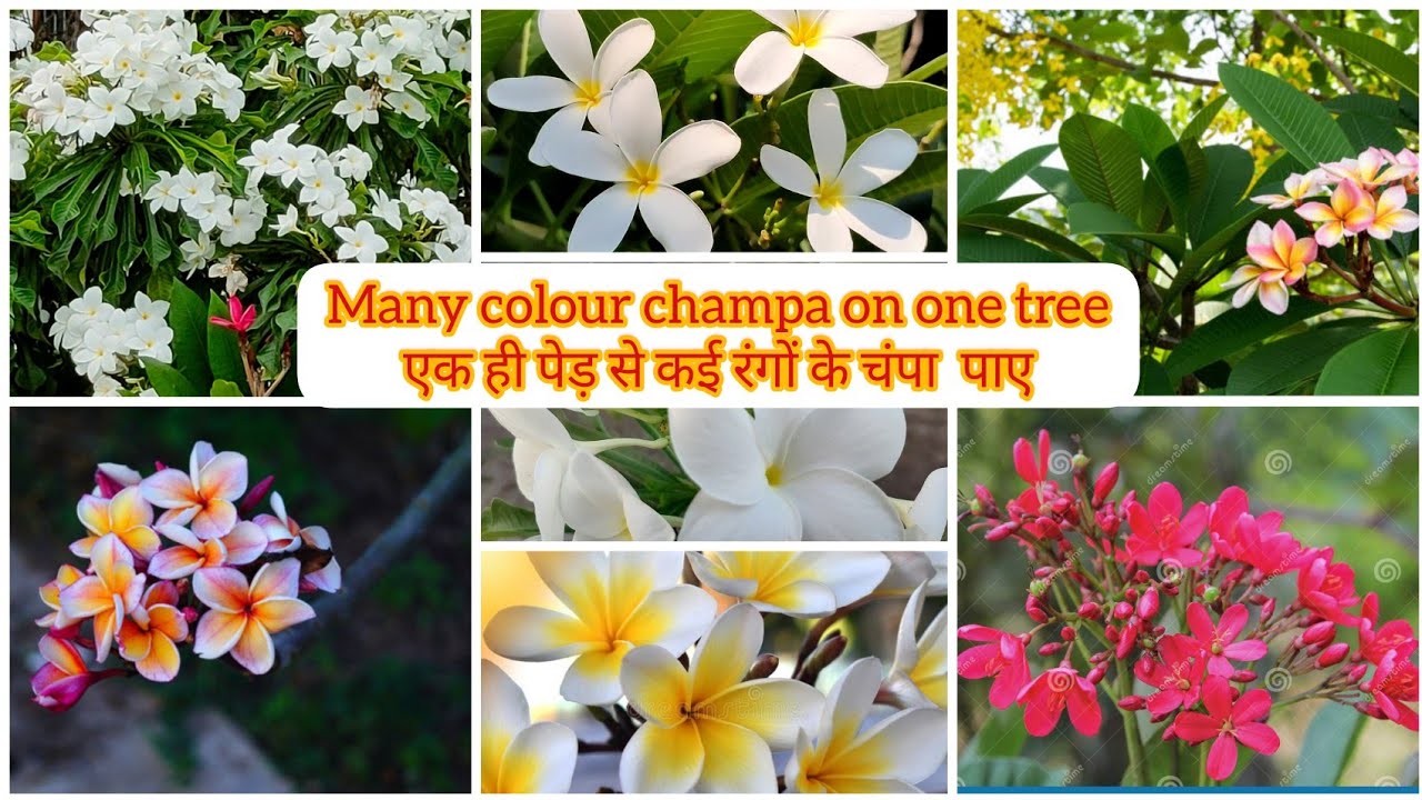 How to Graft Nag Champa on White Champa|Champa ka kalam kese lagayen|one plant many colour flowers