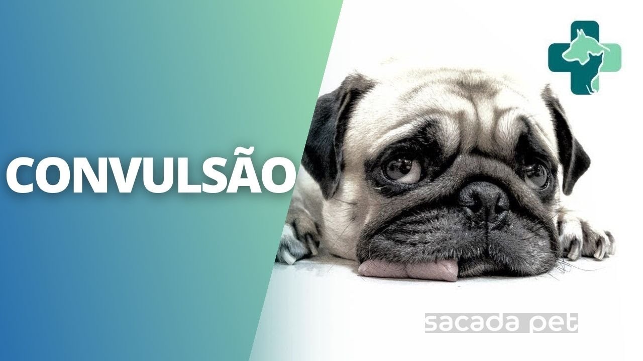 CONVULSÃO em CACHORRO/ NÃO COMETA ESTE ERRO !