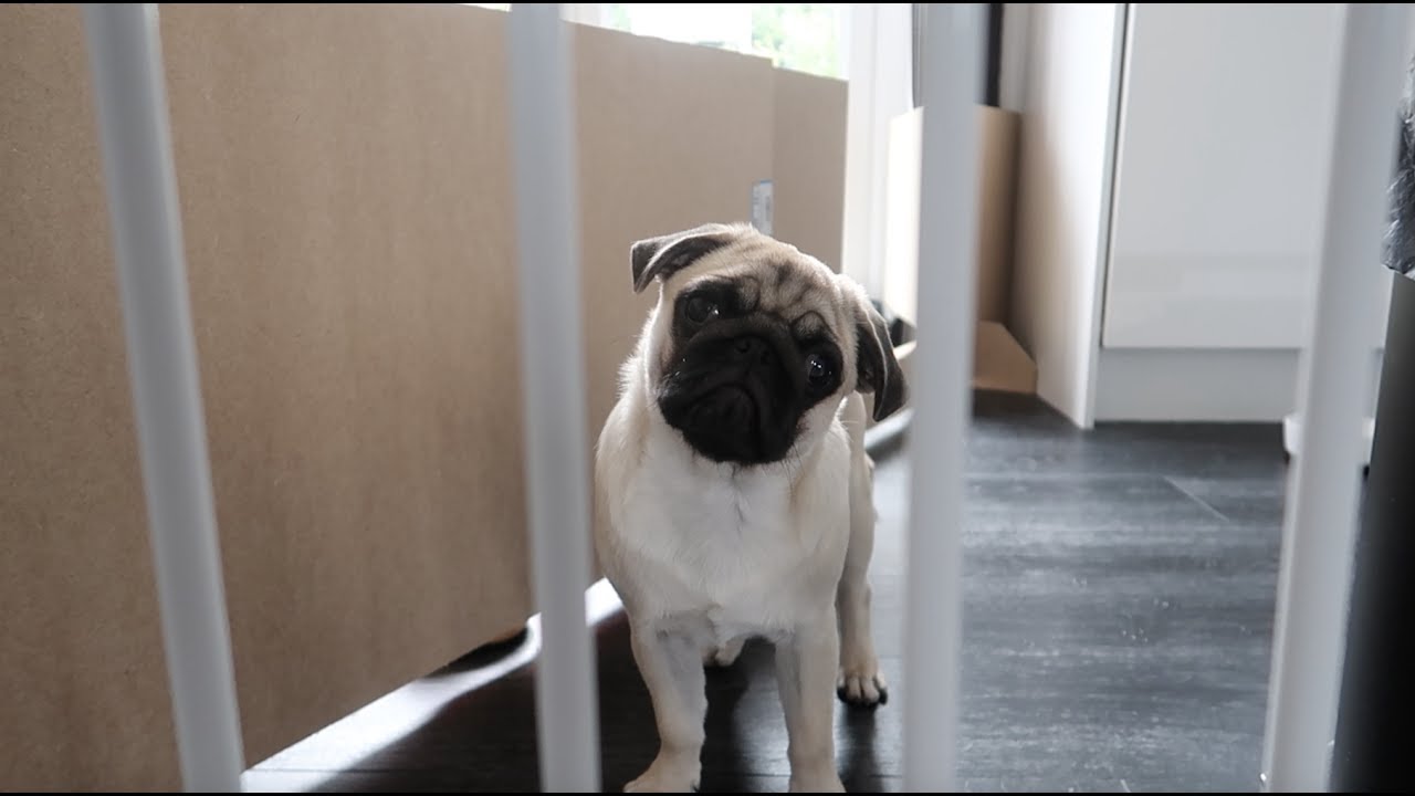 Pug puppy growling and barking!