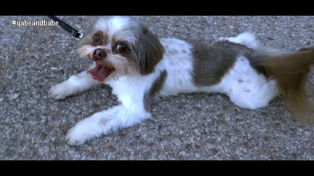 Oscar Couldn't Hang! ~ Gabe & Babe Vlog