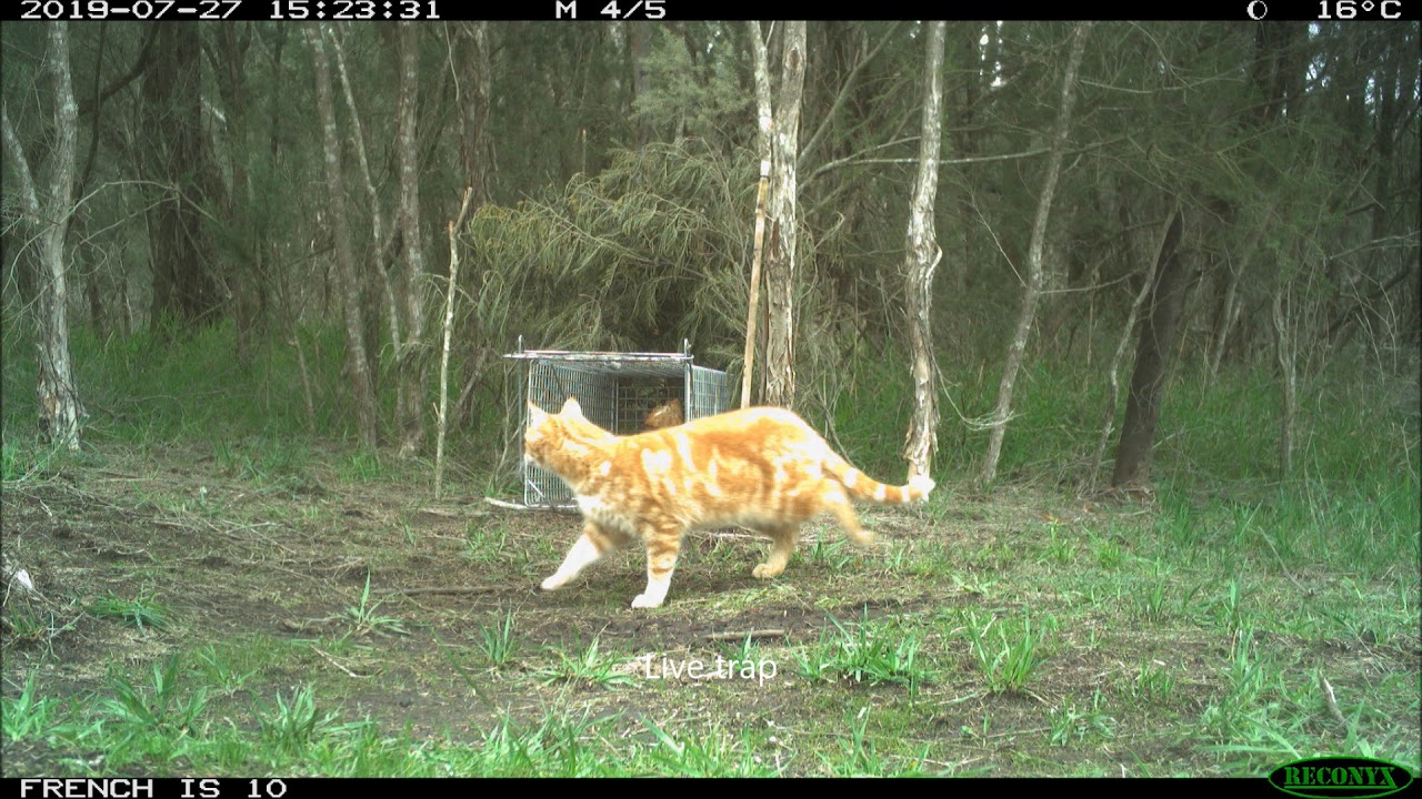 Efficacy of cage traps for capture of feral cats on French Island.