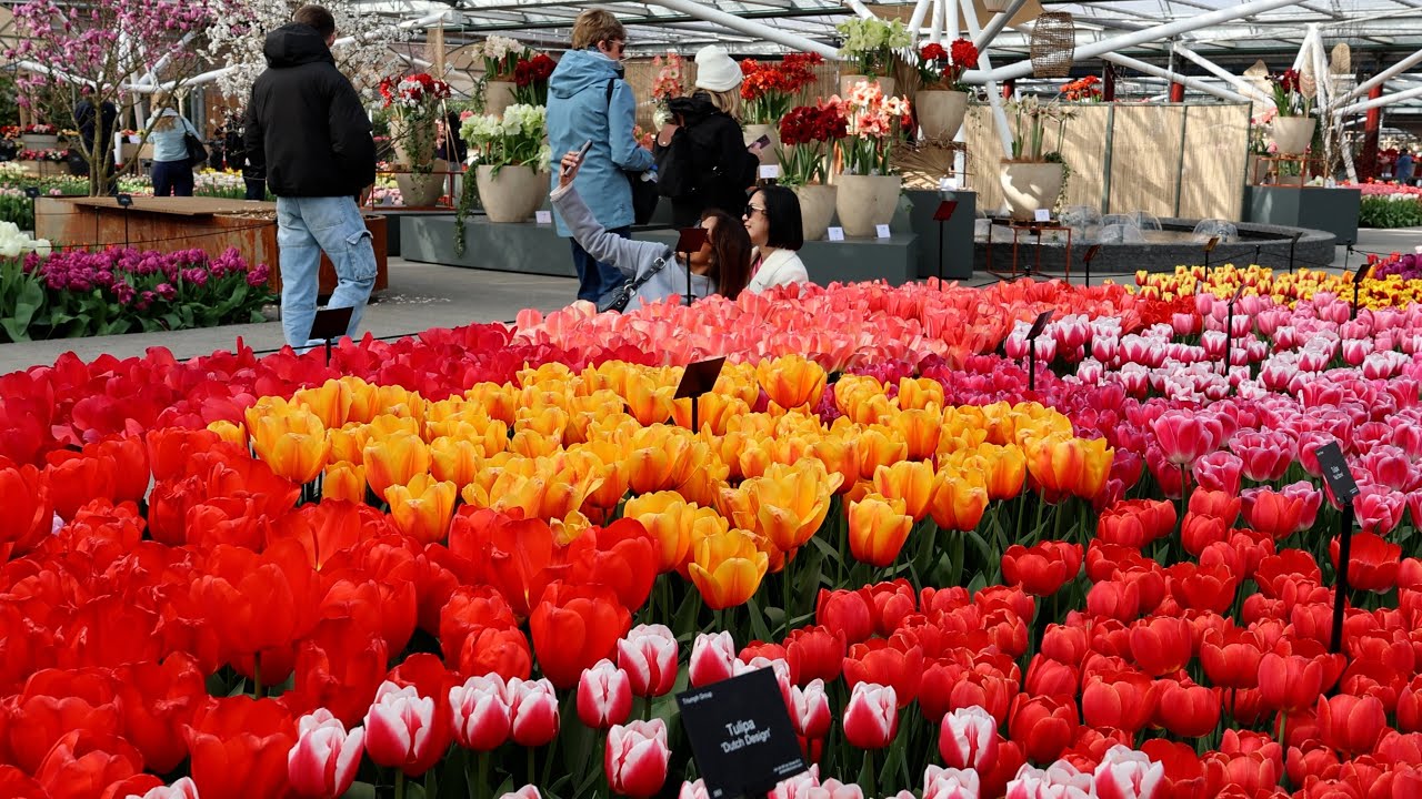 Spring has come to Keukenhof garden - Keukenhof 2025 - 4K