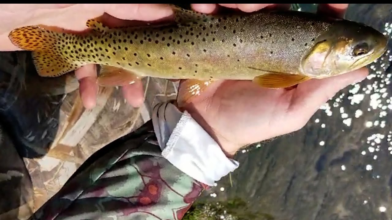 Fly Fishing The Diamond Fork River | Spanish Fork Canyon. Fishing Utah