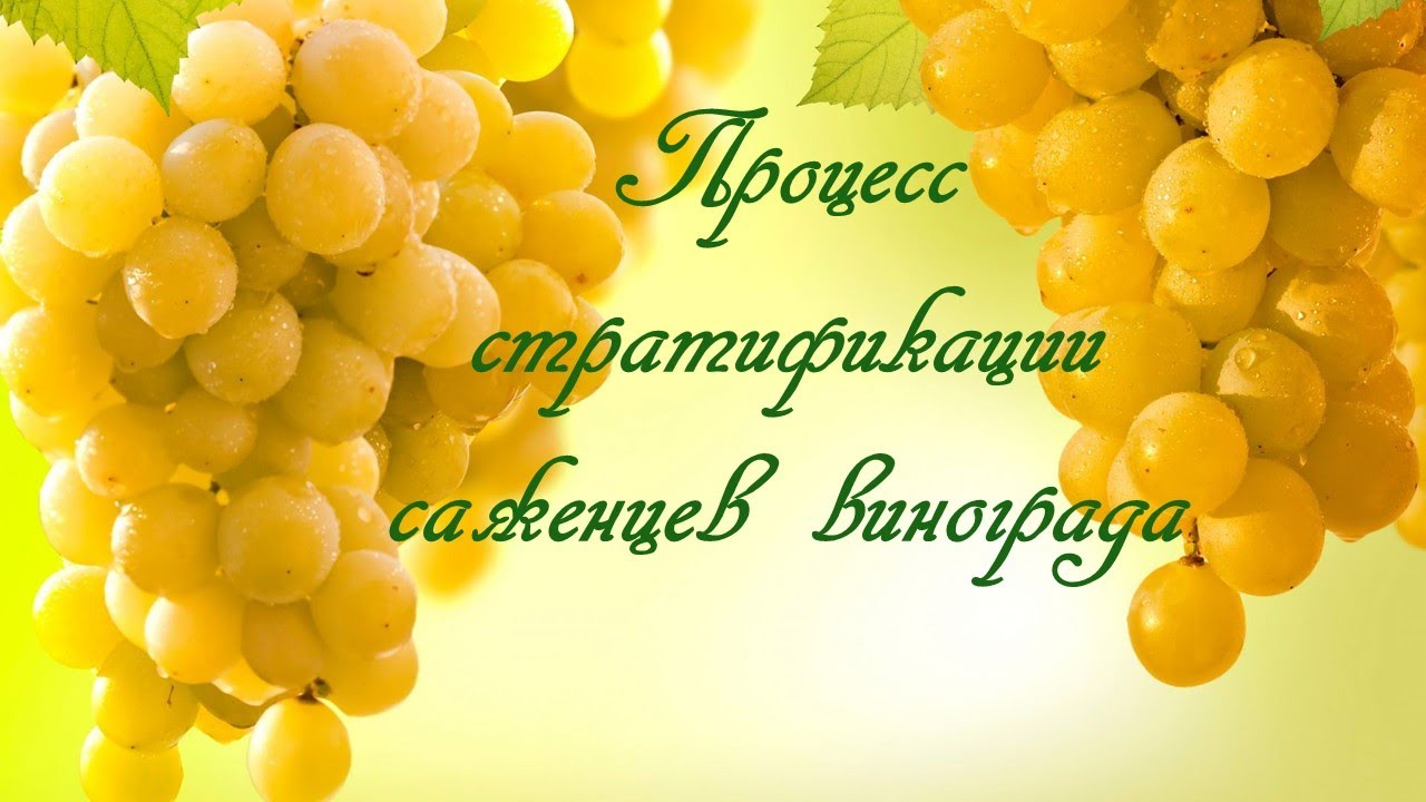 Процесс стратификации саженцев винограда