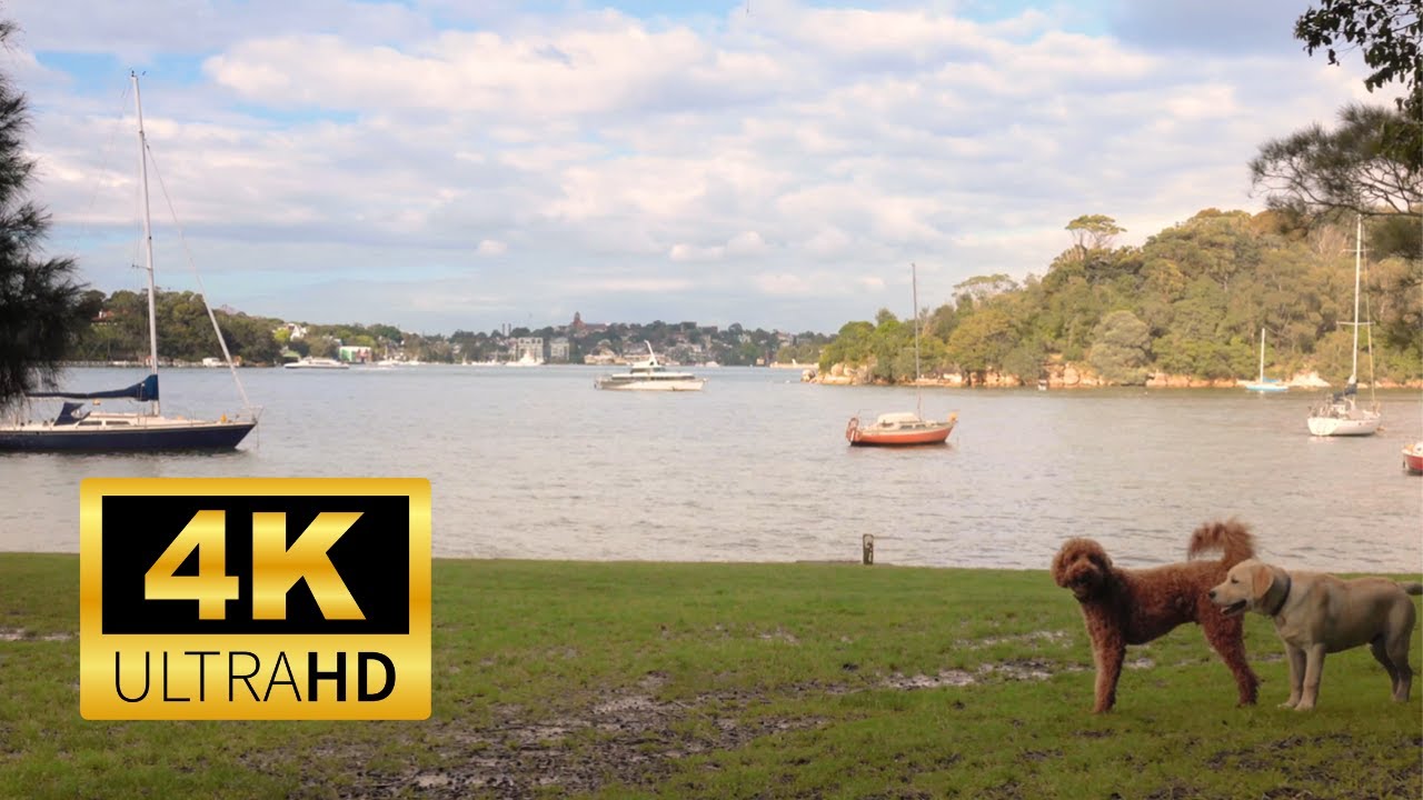 4K Dog Park ASMR Ambience in Sydney, Australia - 1h of Dogs Playing - Relax / Sleep