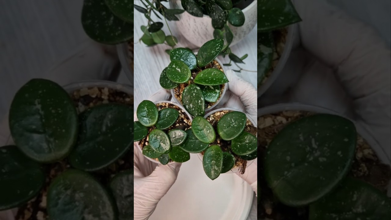 Hoya Mathilde | www.plant4haus.de 