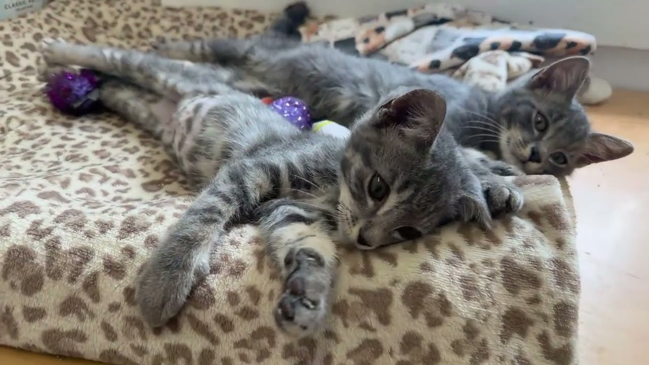 Furball Farm Cat Sanctuary is live!