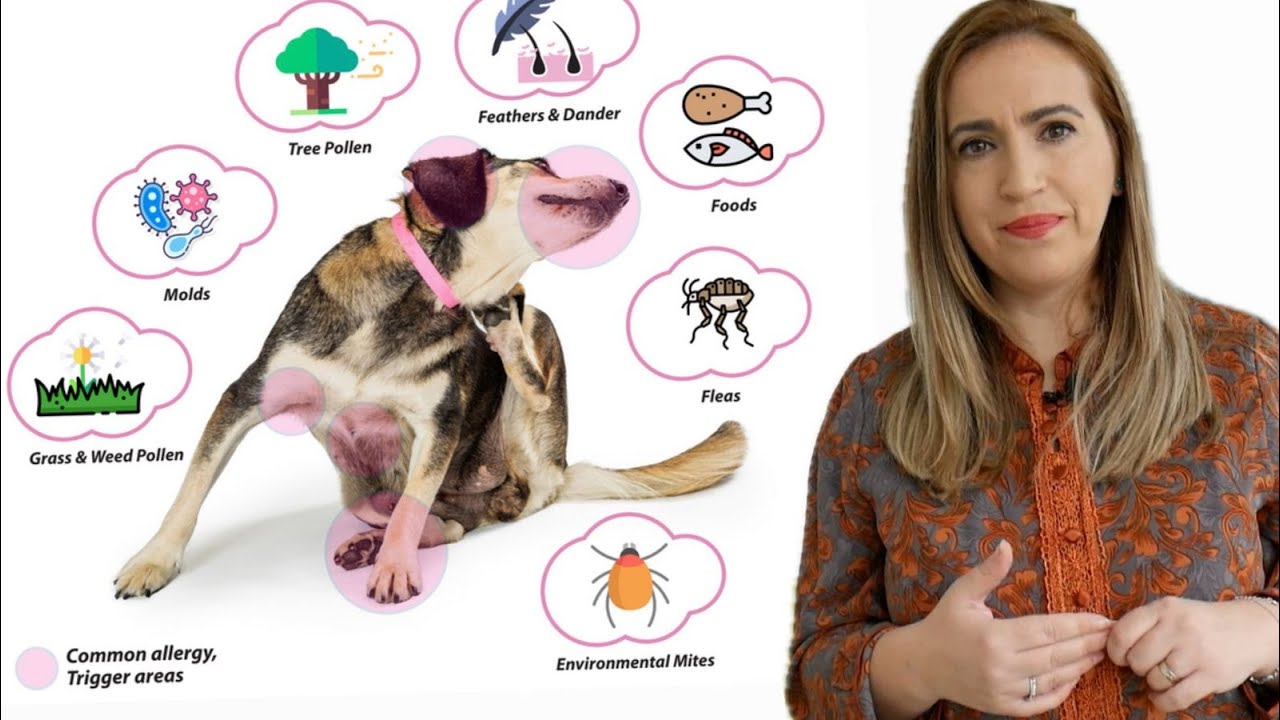 “Kruajtjet e tepërta, lëpijnë putrat, rënien e qimeve…”, si të kuptojmë që 4-putroshët kanë alergji