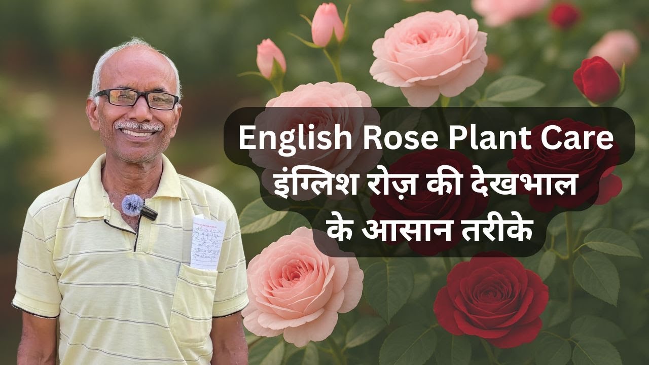 जानिए इंग्लिश गुलाब कैसे लगाएं और उसकी देखभाल कैसे करें |  English Rose special | NurseryTips |