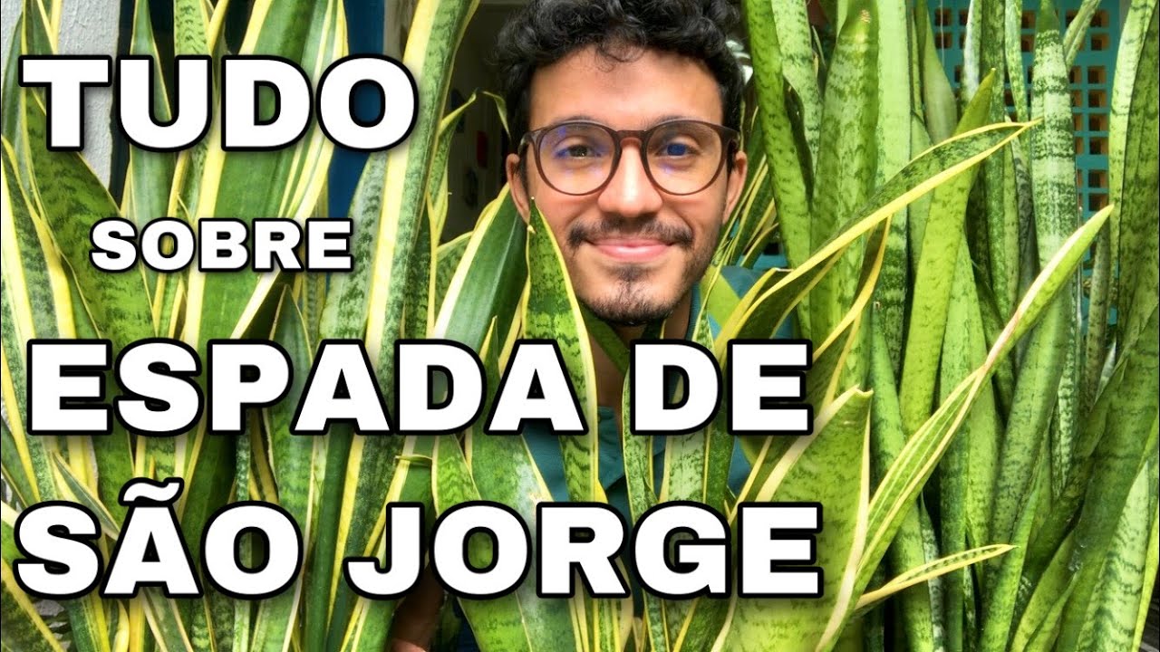 TUDO sobre ESPADA-DE-SÃO-JORGE, de SANTA BÁRBARA, de OGUM, de IANSÃ e MINI ESPADAS - AS SANSEVIERIAS