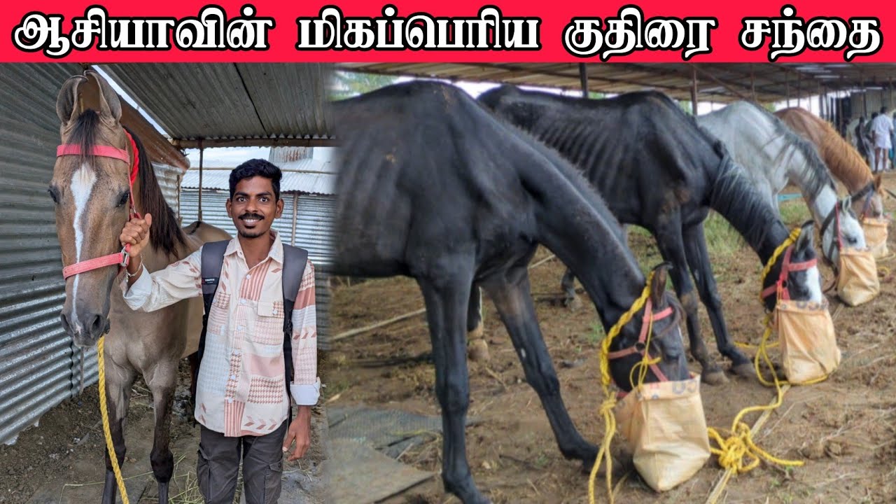 🔥World's Biggest Horse Market in india | Anthiyur Gurunatha Swamy Temple Horse fair 2025 
