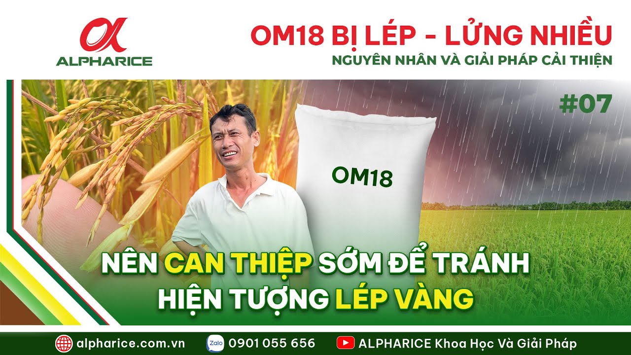 OM18 BỊ LÉP – LỬNG NHIỀU, KHẢ NĂNG VÔ GẠO KÉM. NGUYÊN NHÂN VÀ GIẢI PHÁP CẢI THIỆN | ALPHARICE