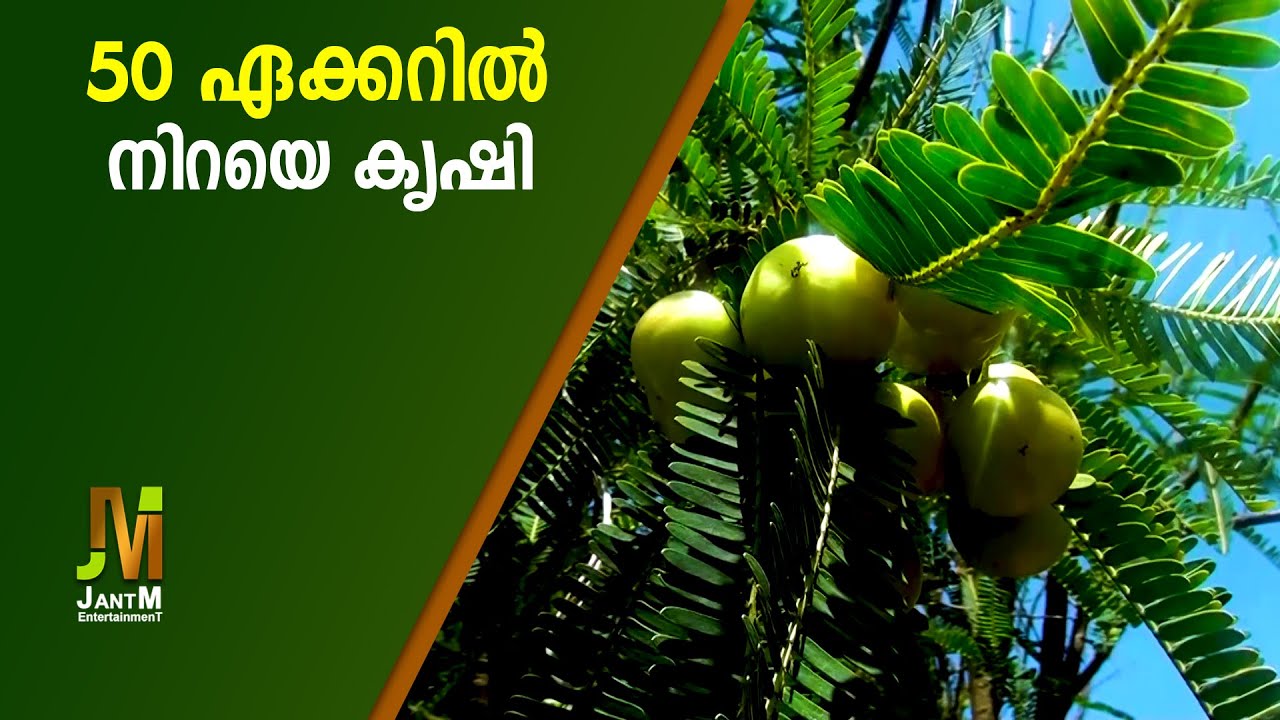 50 ഏക്കറിലെ കാർഷിക വിസ്മയം