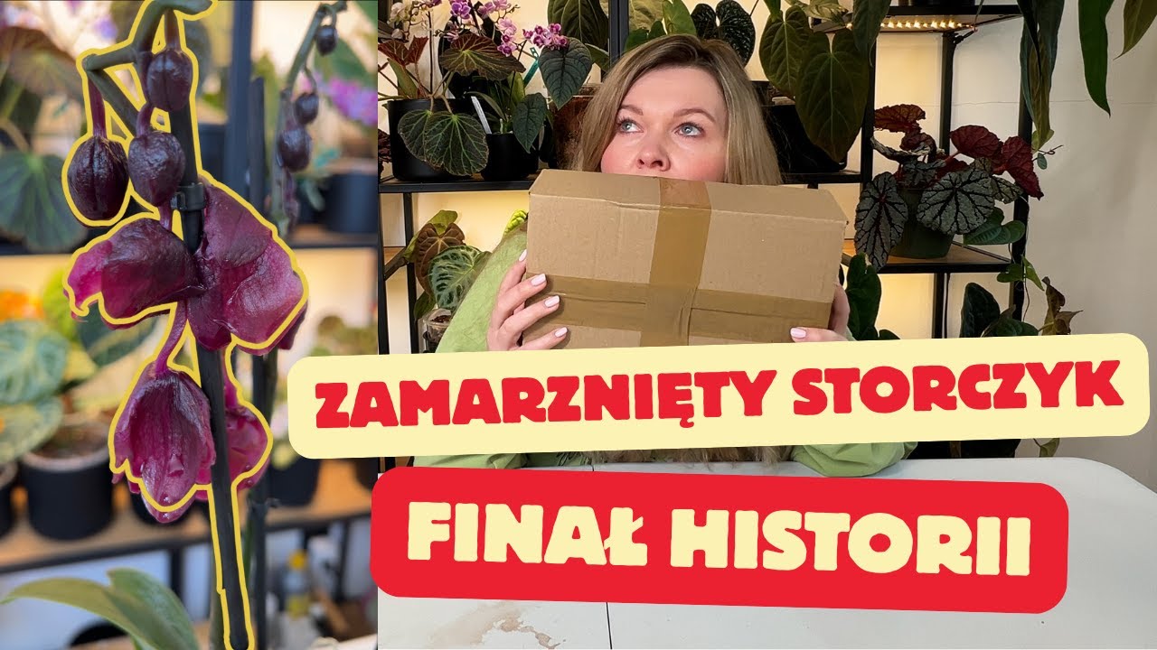 Finał historii z zamarznietym storczykiem - nie jestem zachwycona