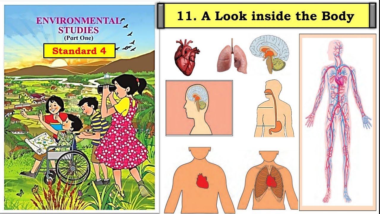 A Look Inside the Body | std 4 | lesson 11 |EVS Part  1 | Maharashtra State Board