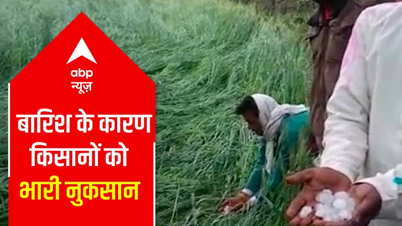 MP: Farmers suffer loss due to heavy rainfall & hailstorm