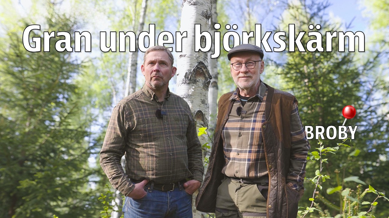 Hyggesfritt skogsbruk: Gran under björkskärm