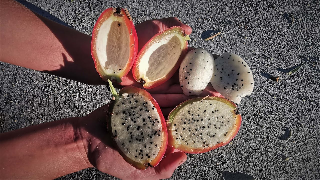 EP45. MANZANA PERUANA?? Las frutas del cactus cereus sp., mejor que la PITAYA!