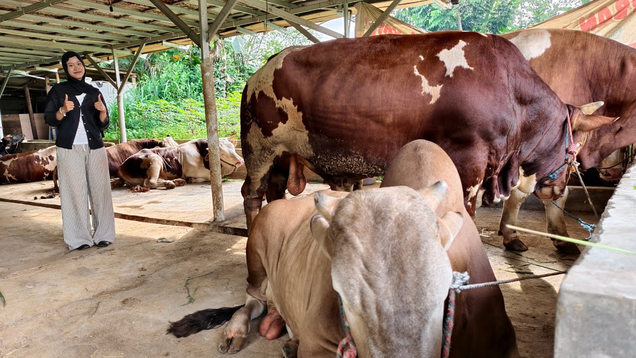 St Farm sedang live sekarang! Hati Farm