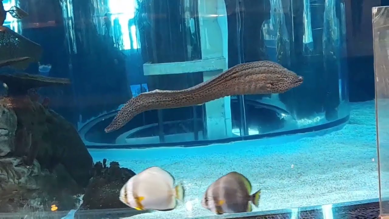 Aquarium Morocco Mall casa مناظر جميلة للأسماك