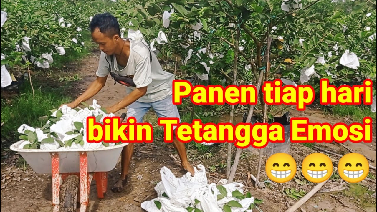 450 kg per minggu hanya dari 200 Tabulampot || Jambu siumik pala