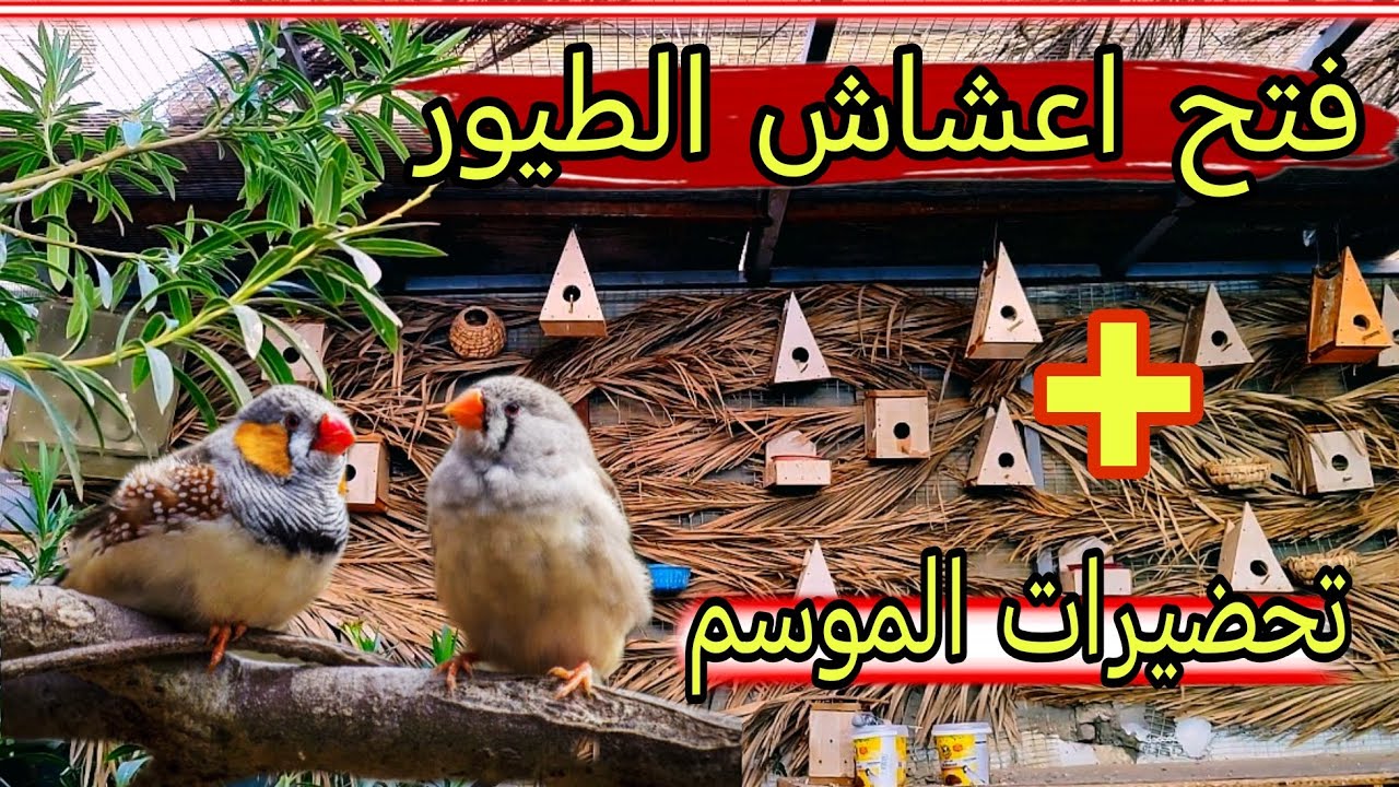 الجزء الثاني 