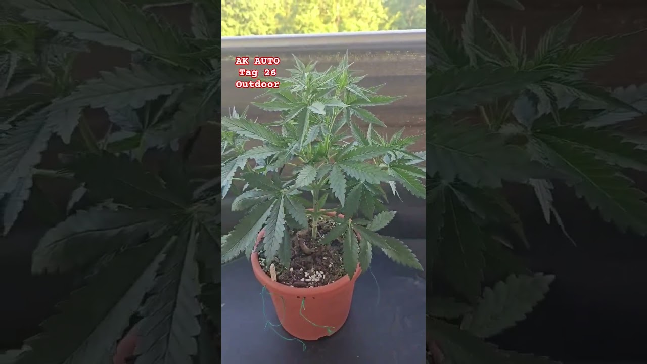 AK Auto ✂️ Getoppt &ndash; Tag 26 #Shorts #YouTubeShorts