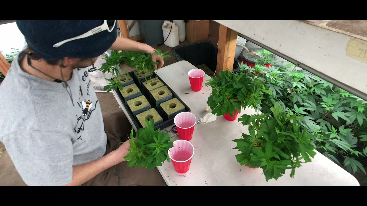 Lazy Bee Gardens 2020 4K Timelapse