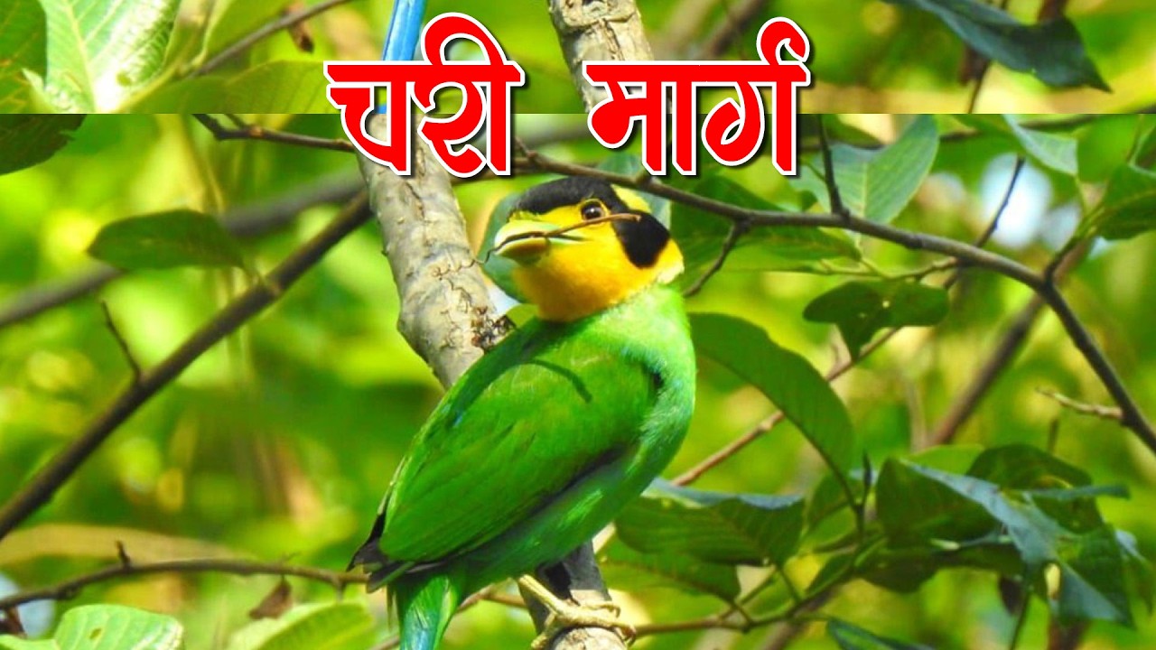 BIRD ZONE ll चरी मार्ग ll Popular Tourism Spot of Shuklagandaki Municipality