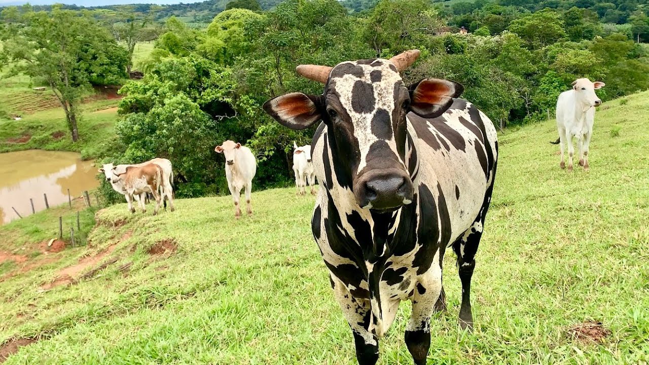 VIDA NA ROÇA: Vendendo, comprando, curando e cuidando do gado