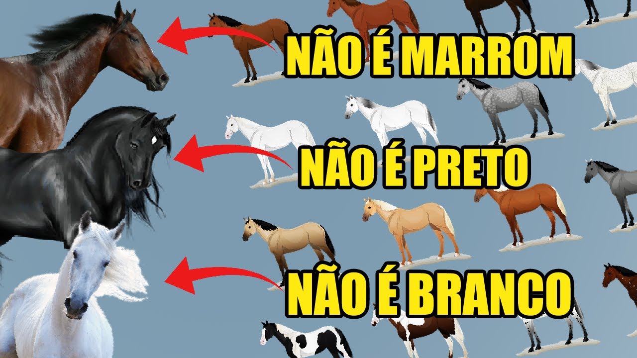 NOMES DAS CORES DOS CAVALOS - Guia de Pelagem