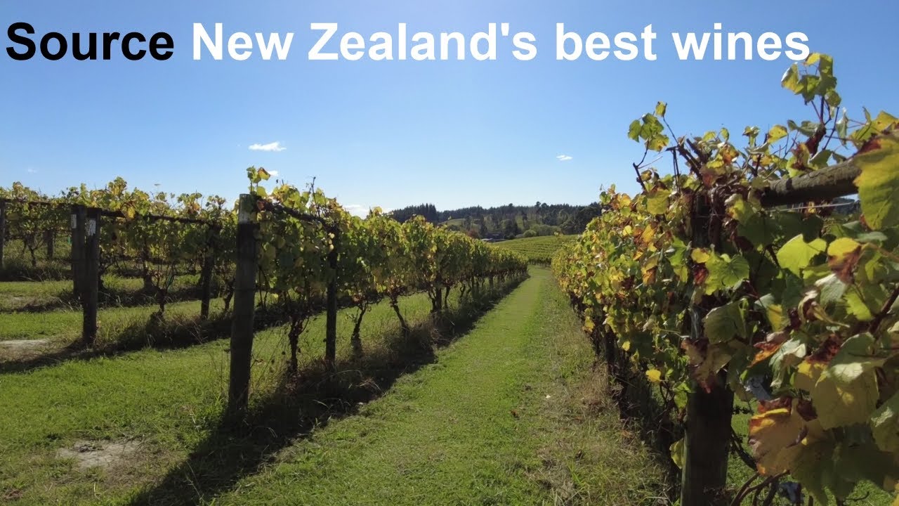 A stroll in one of New Zealands stunning vineyards #Vineyard #NewZealand #NZwines