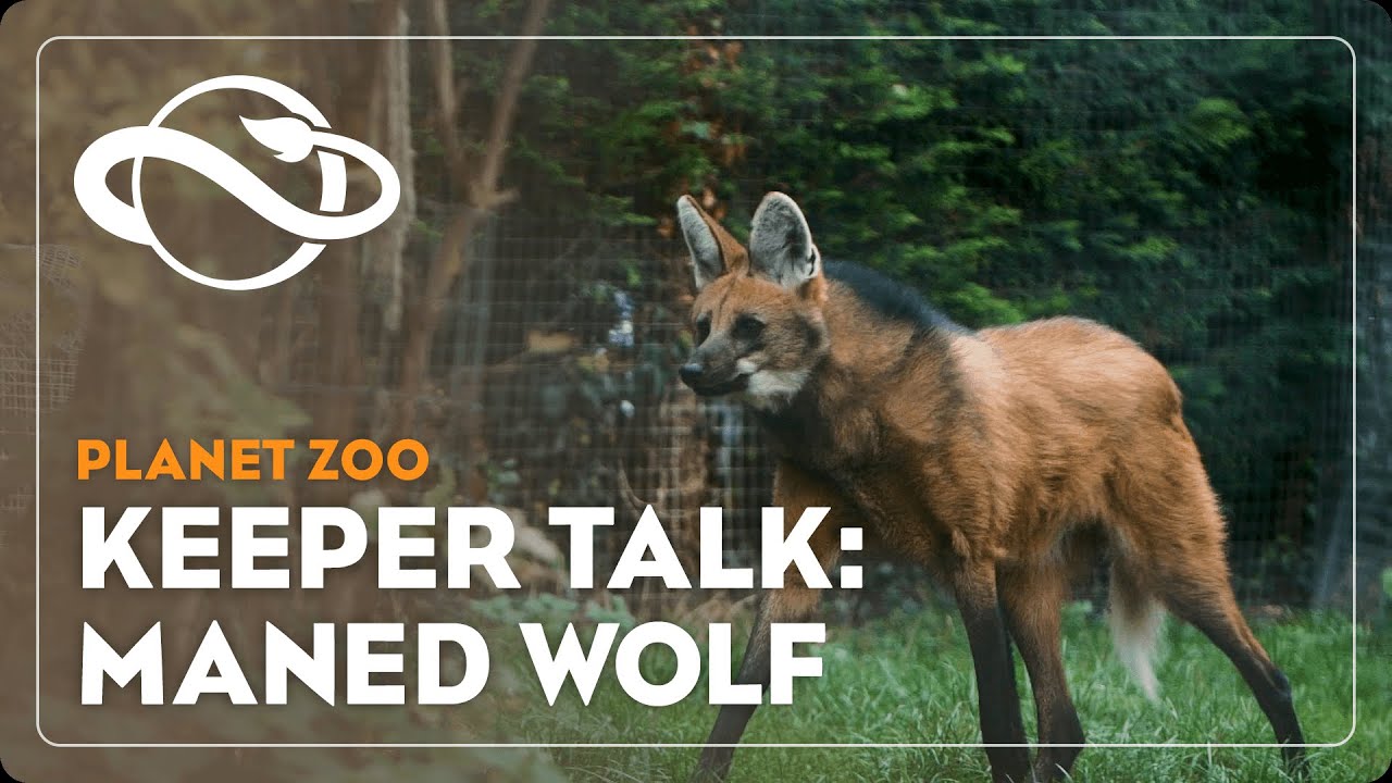 Planet Zoo | Keeper Talk | Maned Wolf