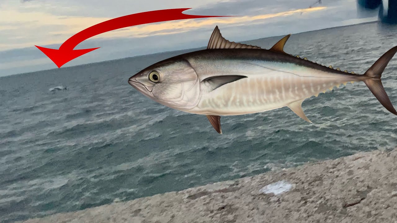 BLUEFIN TUNA spotted while fishing in Helsingborg - Night fishing (Herring on bottom angling!)