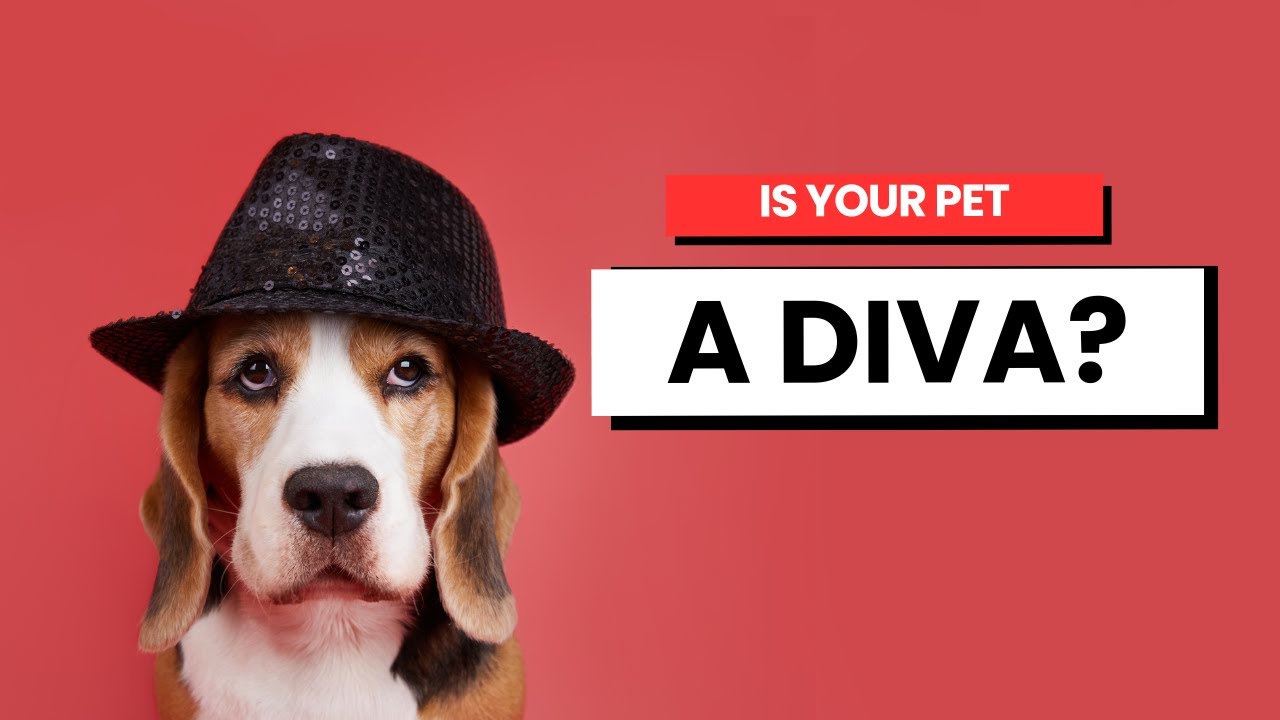 Top 10 Pet Personalities