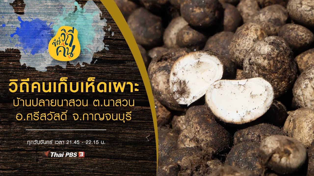 วิถีคนเก็บเห็ดเผาะ บ้านปลายนาสวน ต.นาสวน อ.ศรีสวัสดิ์ จ.กาญจนบุรี : ซีรีส์วิถีคน (21 ก.ย. 63)