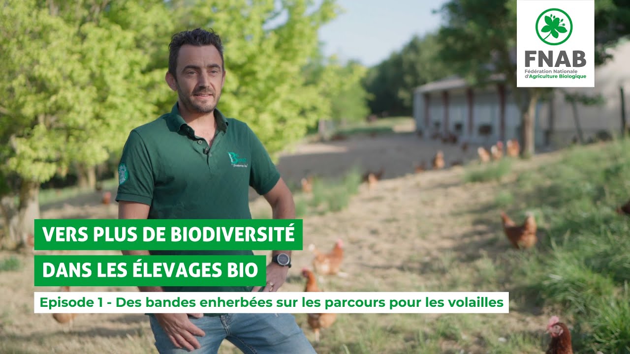 Des bandes enherbées sur les parcours pour les volailles 🐓