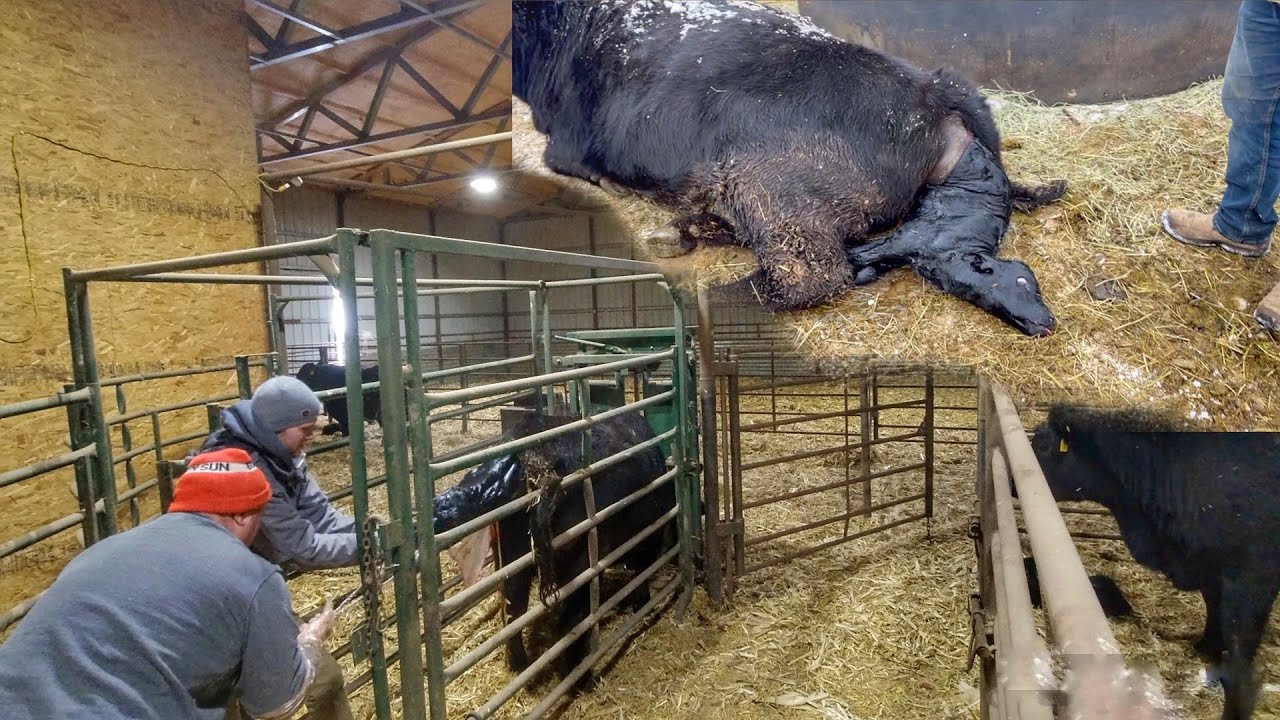 One Calf after Another!